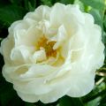 Hydrolat BIO róży białej (Rosa alba) - zdjęcie 1