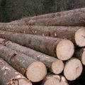 Nawiążę współpracę w zakresie sprzedaży drewna