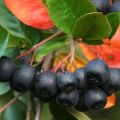 Owoce aronii kanadyjskiej - zdjęcie 1