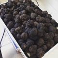 Świeże grzyby Trufla Czarna Włochy 1 kg - zdjęcie 2