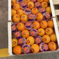 Hiszpańskie pomarańcze Navelina