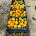 Hiszpańskie pomarańcze Navelina L4 - zdjęcie 1