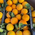 Hiszpańskie pomarańcze Navelina L4 - zdjęcie 3