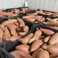 Bataty słodkie ziemniaki świeże i obrane - zdjęcie 1