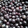 Sprzedam mrożone jagody czarnej porzeczki - zdjęcie 1