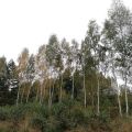 Na sprzedaż ponad 200 ha gruntów leśnych - zdjęcie 2
