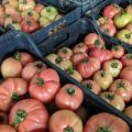 Korzystnych warunkach dostaw warzyw i owoców z Albani