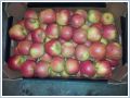 Jabłka na export / kraj - zdjęcie 2