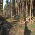 Działki leśne - budowlane na obrzeżach W-wy w otulinie Kampinosu