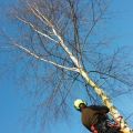 Wycinka drzew, frezowanie pieńków, zrębkowanie gałęzi - zdjęcie 3