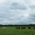 Urokliwa stajnia na mazurskich wzgórzach na sprzedaż - zdjęcie 4