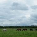 Urokliwa stajnia na mazurskich wzgórzach na sprzedaż - zdjęcie 4