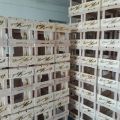 Szukam producenta opakowań drewnianych skrzynek itp. - zdjęcie 2