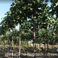 Oxytree – to drzewo rosnące najszybciej na świecie - plantacje - zdjęcie 4