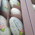 Świeży melon z Uzbekistanu - zdjęcie 2