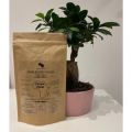 Kawa Ziarnista M.Coffee Ethiopia Sidamo 1Kg