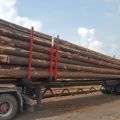Nawiążę współpracę w zakresie sprzedaży drewna - zdjęcie 2