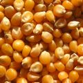 Sprzedam Kukurydzę Paszową bez GMO ziarno 100.000 M/T Kontrakt Wysyłka