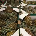 Ananas na soki przetworstwo - zdjęcie 1