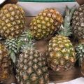 Ananas na soki przetworstwo - zdjęcie 2