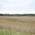 Poszukuję zakupić grunt rolny 30-40ha w Wielkopolsce - zdjęcie 1