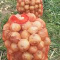 Sprzedam piękną młodą cebulę z Uzbekistanu - zdjęcie 2