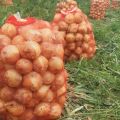 Sprzedam piękną młodą cebulę z Uzbekistanu - zdjęcie 3