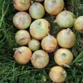 Sprzedam piękną młodą cebulę z Uzbekistanu