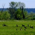 Idealne miejsce na agroturystykę (Natura 2000) - zdjęcie 4