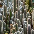 Palmiarnia z kaktusami przy obiekcie turystycznym