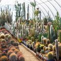 Palmiarnia z kaktusami przy obiekcie turystycznym - zdjęcie 3