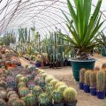 Palmiarnia z kaktusami przy obiekcie turystycznym - zdjęcie 2