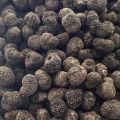 Świeże grzyby Trufla Czarna Letnia Włochy 1 kg - zdjęcie 2