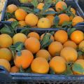 Hiszpańskie pomarańcze Navelina L4 - zdjęcie 2