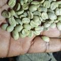 Zielone ziarno Kawy Arabica Kongo - zdjęcie 2