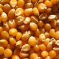Kukurydza paszowa bez GMO
