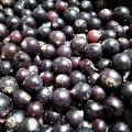Sprzedam mrożone jagody czarnej porzeczki - zdjęcie 3