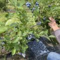 Pomysł na biznes. Gospodarstwo rolne 50 ha (Plantacja borówki) - zdjęcie 4