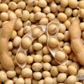 Soja bez GMO