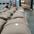 Nowy zbiór kawy Robusta 2024, import z Wietnamu - zdjęcie 2
