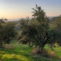 Grecka oliwa wiejska prosto od chłopa z własnej plantacji - zdjęcie 4