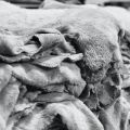Wyprawa skór owczych - Garbarnia- skóry owcze - zdjęcie 3