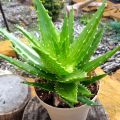 Kompozycja zapachowa, perfum, fragrance aloes Symrise Aloe NX 750762 - zdjęcie 1