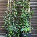 Bluszcz Hedera Helix 160-200 cm - zdjęcie 2