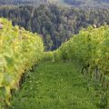 Winnica winiarnia, 5500 krzewów - zdjęcie 3