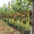 Winnica winiarnia, 5500 krzewów - zdjęcie 4