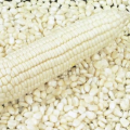 Kupię kukurydzę spożywczą - zdjęcie 2