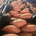 Słodkie ziemniaki import