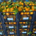 Pomarańcze najwyższej jakości, transport gratis