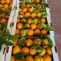 Pomarańcze najwyższej jakości, transport gratis - zdjęcie 2
